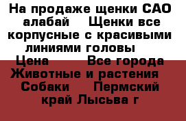 На продаже щенки САО (алабай ). Щенки все корпусные с красивыми линиями головы . › Цена ­ 30 - Все города Животные и растения » Собаки   . Пермский край,Лысьва г.